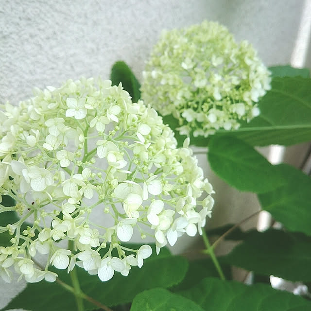 miho.okuさんの実例写真
