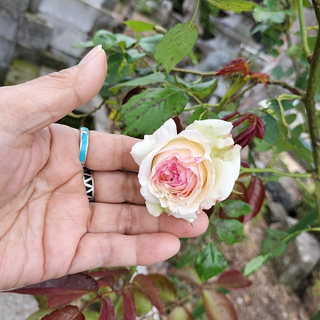 sumimarumiさんの実例写真