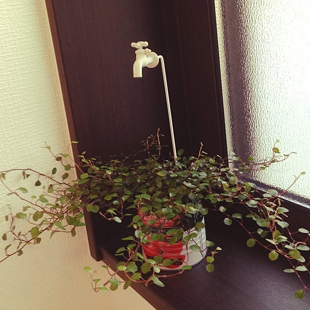 Sayoさんの実例写真