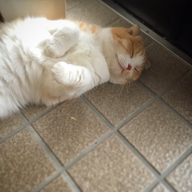 mochiさんの実例写真