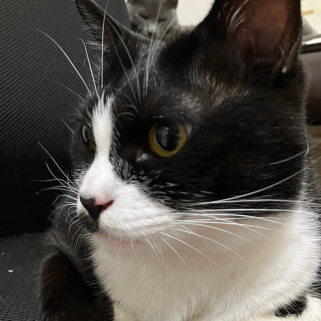 nekoさんの部屋