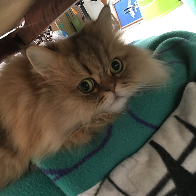 k_dinoさんの実例写真
