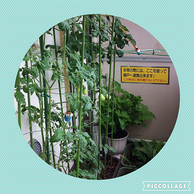 hanachanさんの実例写真