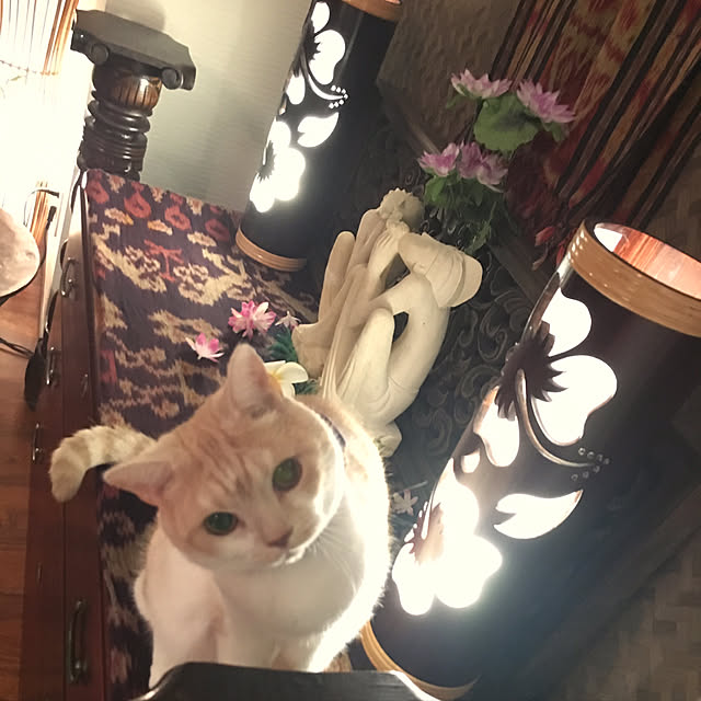 aiaiさんの実例写真