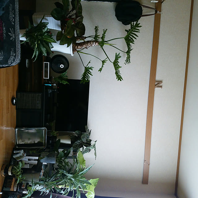 部屋全体/観葉植物のインテリア実例 - 2017-10-05 15:43:42