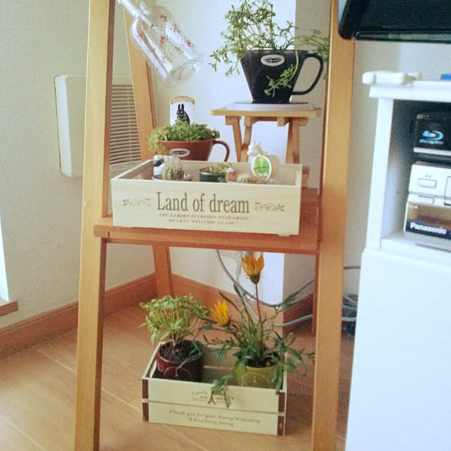 棚/セリア/植物のインテリア実例 - 2014-12-05 14:16:49
