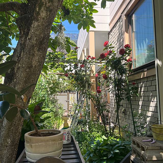 botanさんの部屋