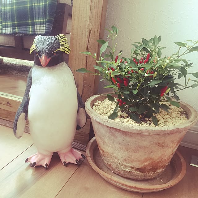 Yu-yuさんの実例写真