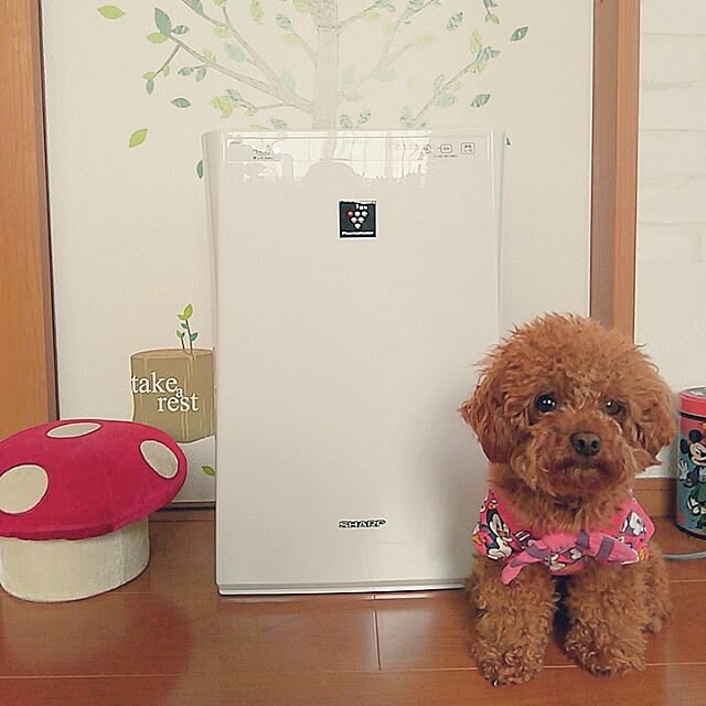 chipinoさんの実例写真