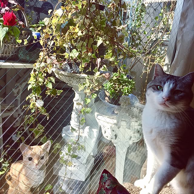 emmyyさんの実例写真