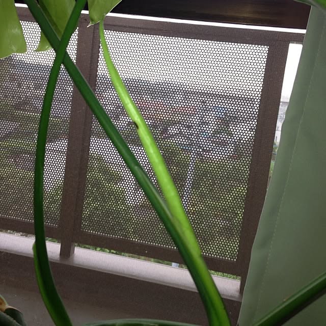 jnjnforesterさんの実例写真