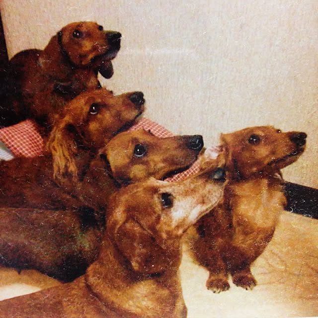 rikakoさんの実例写真