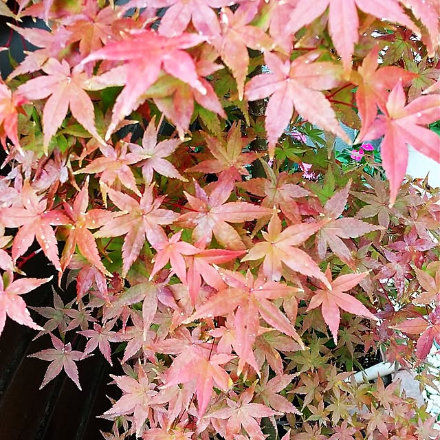 hanano087さんの実例写真