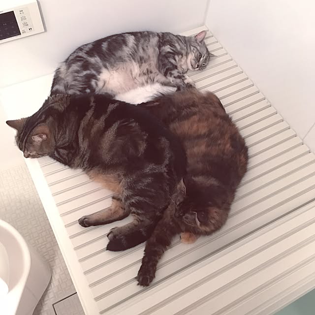 mikomaruさんの実例写真