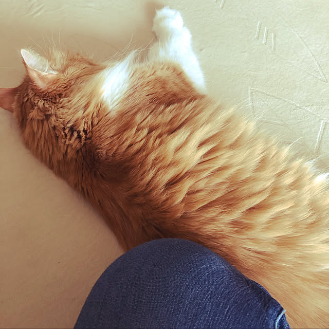 uchidaizuさんの実例写真