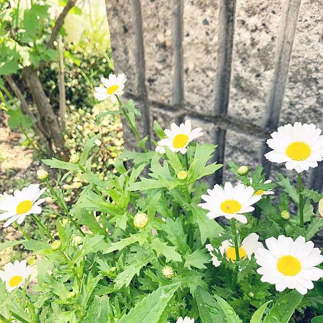 cyaroさんの部屋