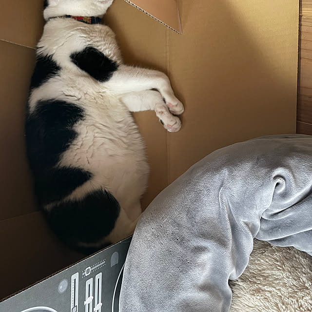 nekosamaさんの実例写真