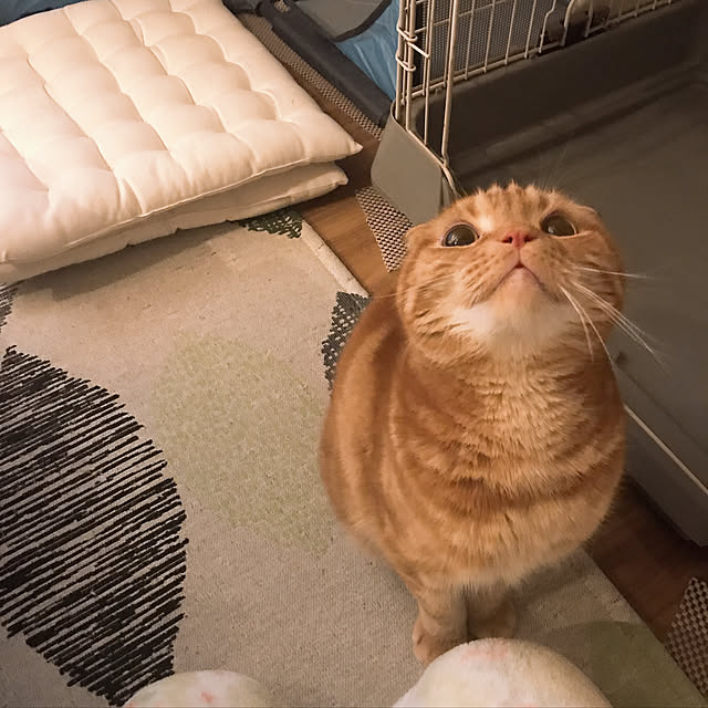 randebuさんの実例写真