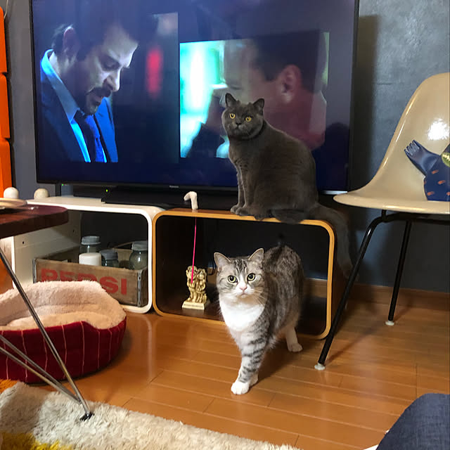 Shojiさんの実例写真