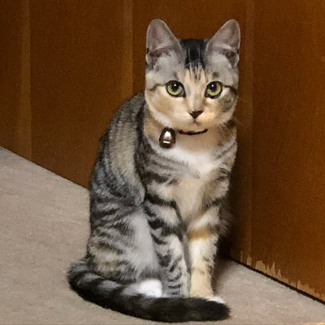 実例写真