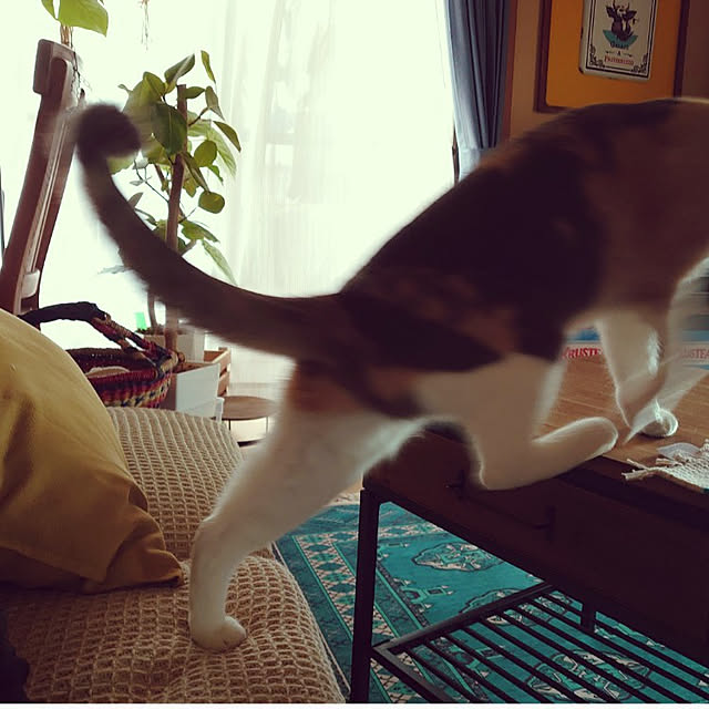 fukuさんの実例写真