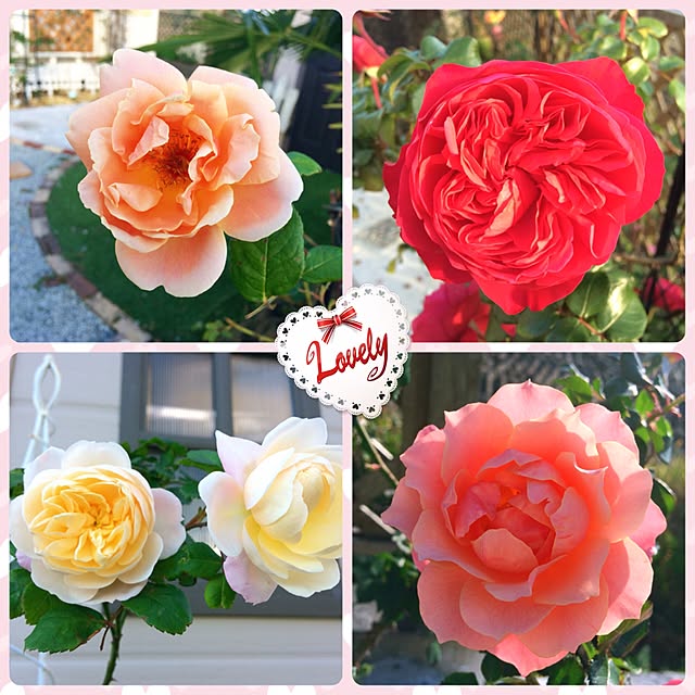HappyRoseさんの実例写真