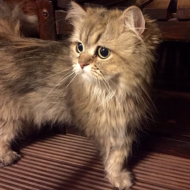 butachanさんの実例写真