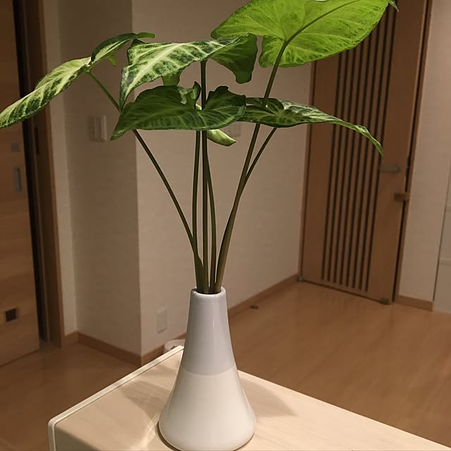 viraさんの実例写真