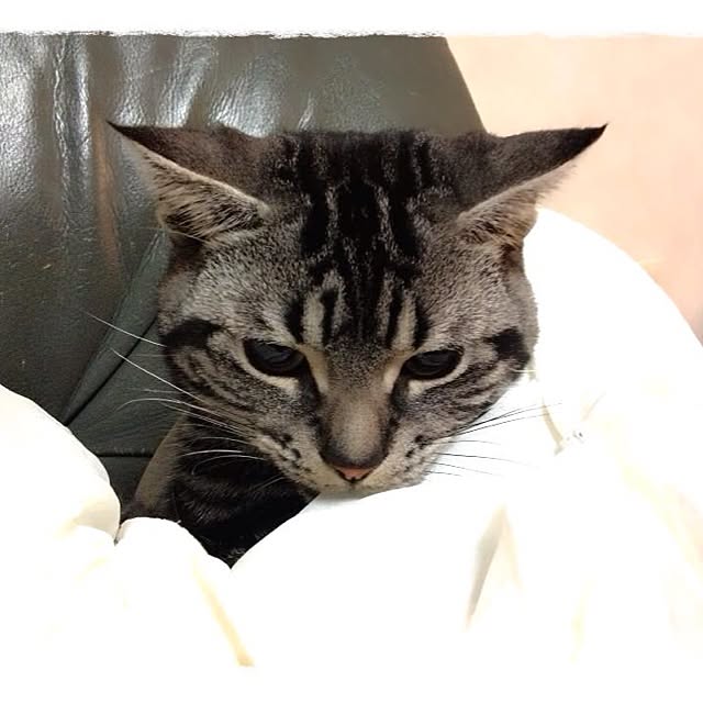 Kaoruさんの実例写真