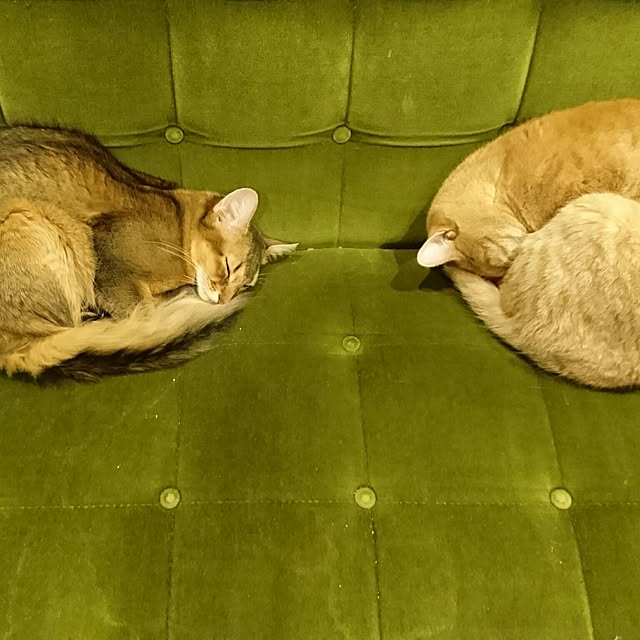 Mitsuruさんの実例写真