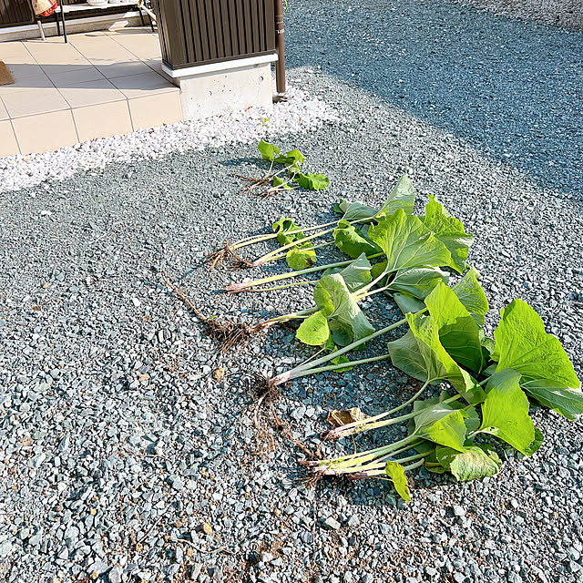 chanduさんの部屋