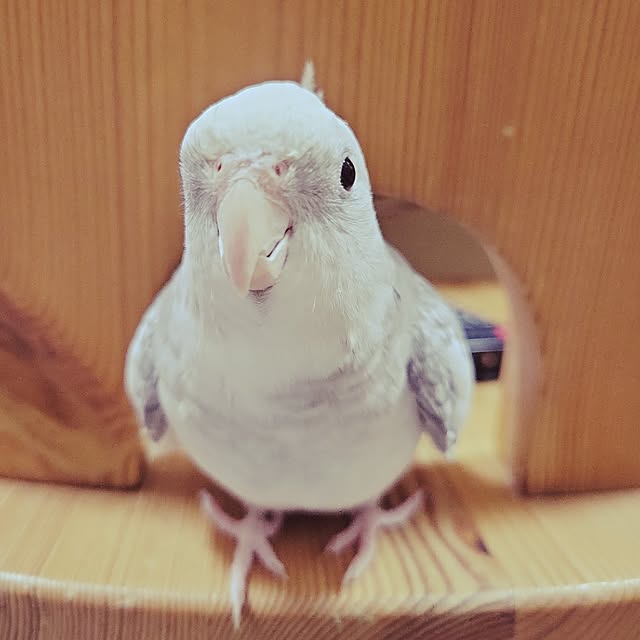 ANTENNAさんの実例写真