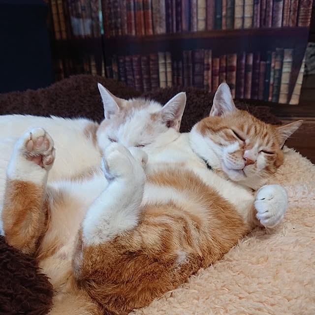 NOAHさんの部屋