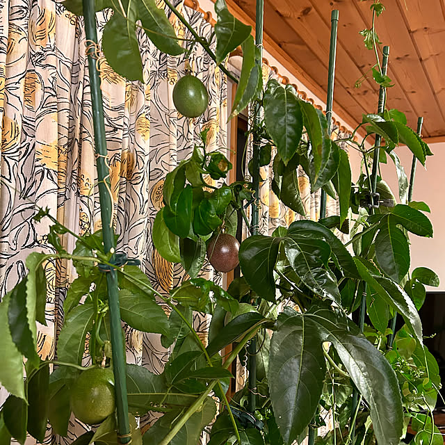 botanさんの実例写真