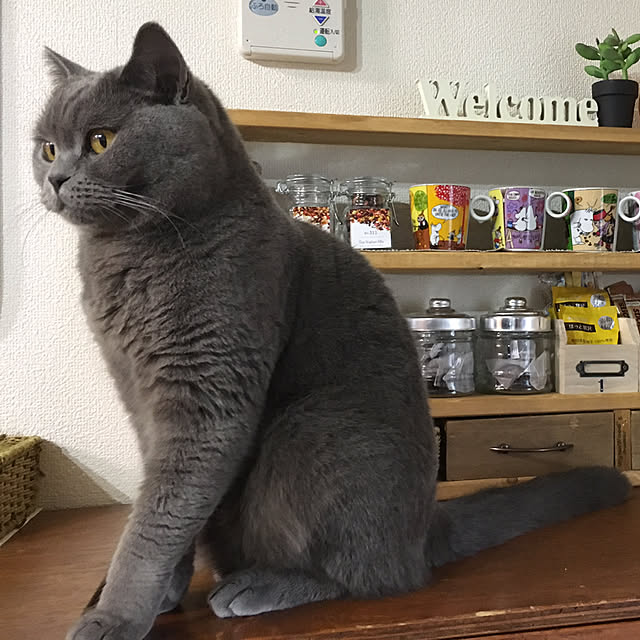 pochacoさんの実例写真