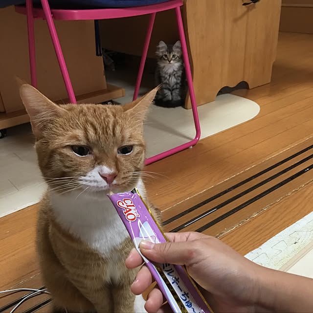 CATさんの実例写真