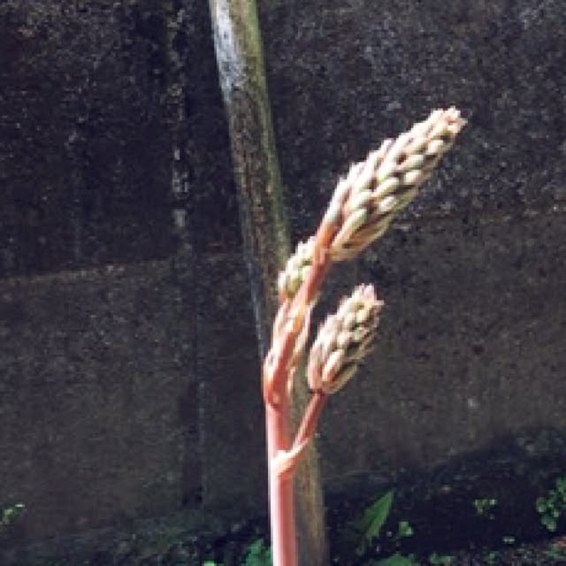 mikan161さんの実例写真