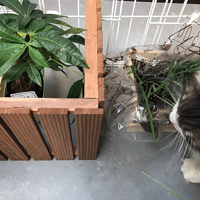 necoazarasiさんの実例写真