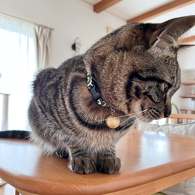 puu.tuuliさんの部屋