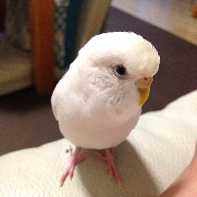 reko639さんの実例写真