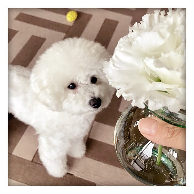 amanoaさんの実例写真