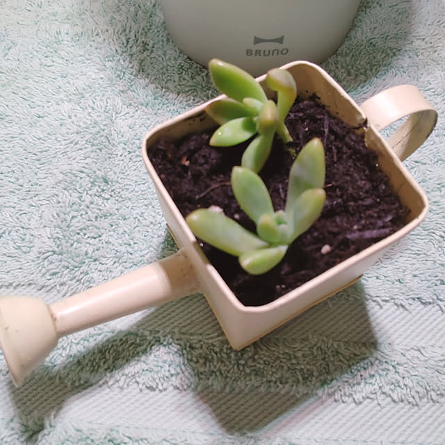 玄関/入り口/ナチュラル/北欧/カフェ風/観葉植物のインテリア実例 - 2021-08-19 01:42:09