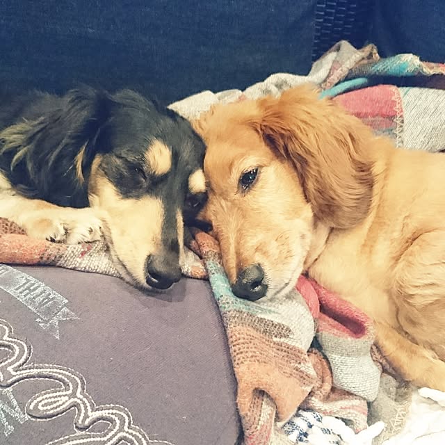 cocosorasakuさんの実例写真