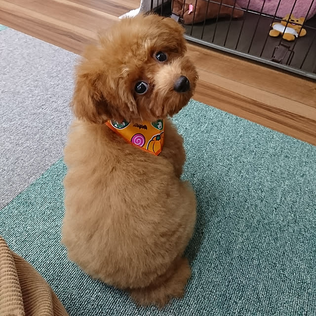 Rapisさんの実例写真