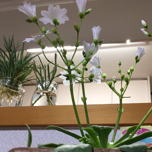 niconさんの実例写真