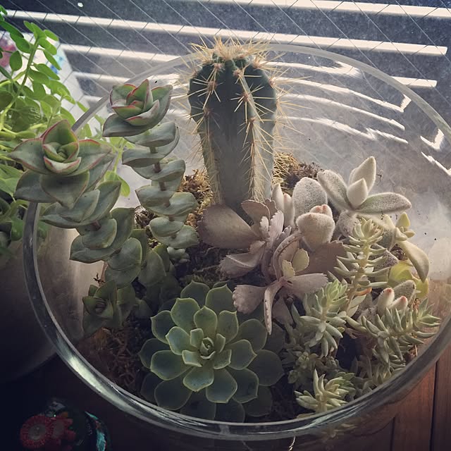 socapiさんの実例写真