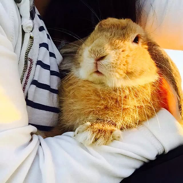 MARIさんの実例写真