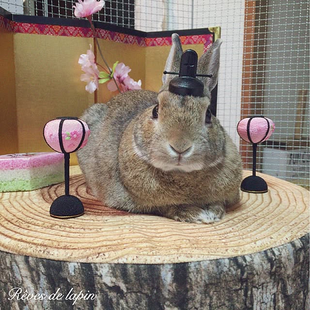 mashiさんの実例写真