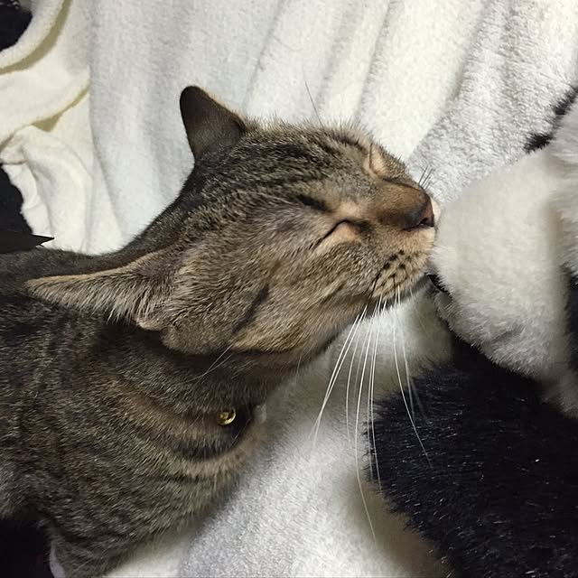 catwomanさんの実例写真
