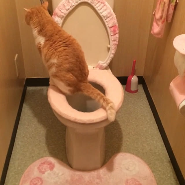 mikittyさんの実例写真